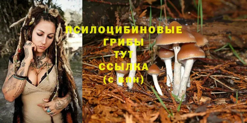 Псилоцибиновые грибы Psilocybe  Вихоревка 